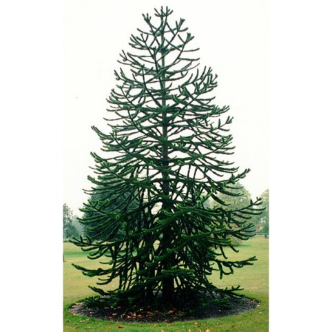 monkeypuzzle_L