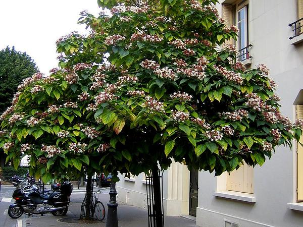 Arbre_inconnu_75015_600