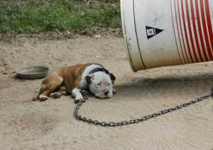 Dog Chained to Barrel