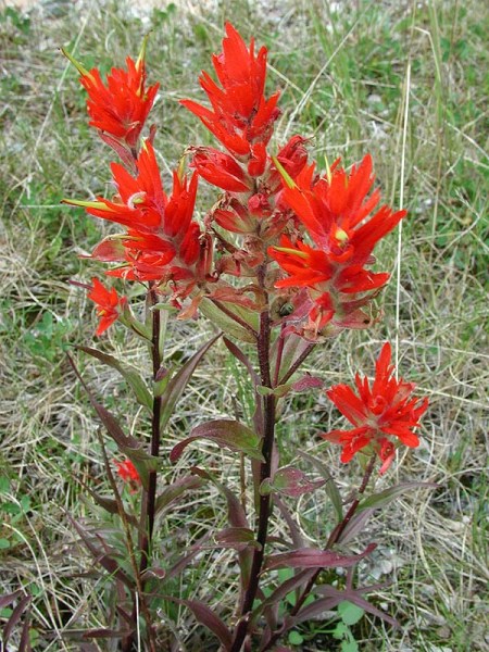 Indian-Paintbrush