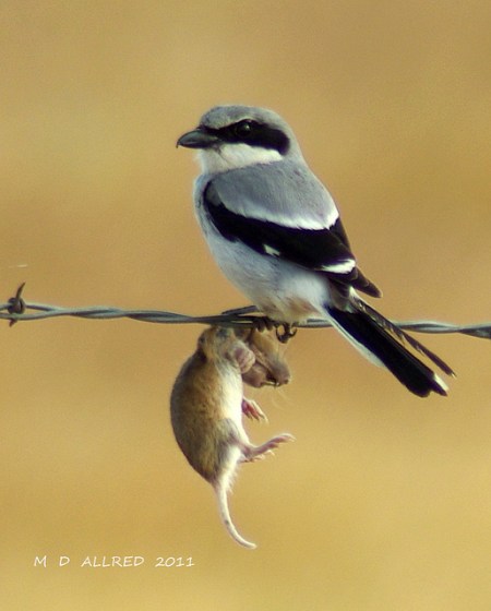 6196528423_5a2c57772a_z