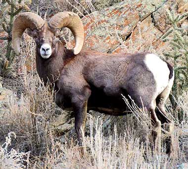 BighornSheep_ownby1