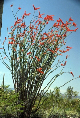 ocotillo_by_mark