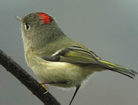 1Ruby-crowned_Kinglet1