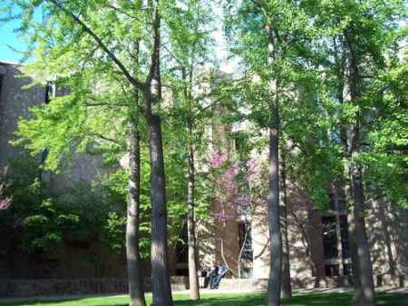 gingko at Yale 22475032