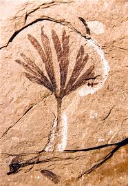 gingko kamloops images