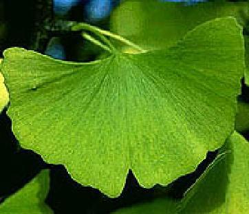 ginkgo_leaf