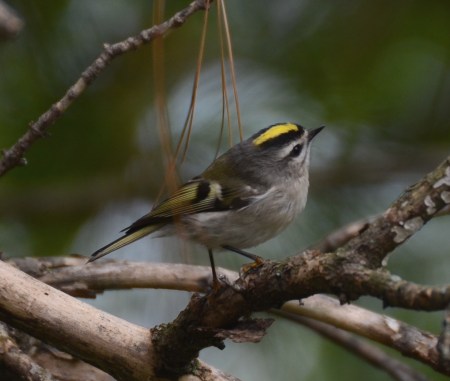 Golden-crowned Kinglet, Franklin Co., OH October 4, 2011 (1)