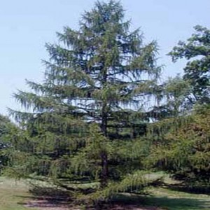 japanese-larch