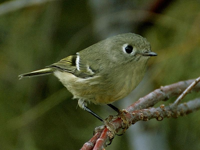 kinglet_ruby-crowned-1001
