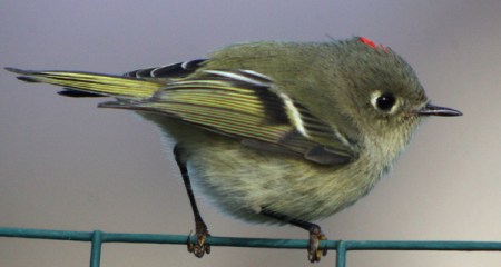 kinglets-Ruby-crowned-Kinglet-on-fence