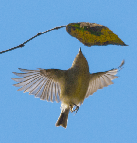 Ruby-Crowned-Kinglet-71 by hugh vandervoort