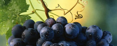 word-for-2009-wineskins