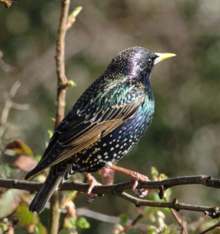 Colourful_starling