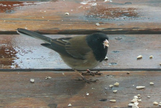 Dark-eyed Junco- Oregon- 2-29-12