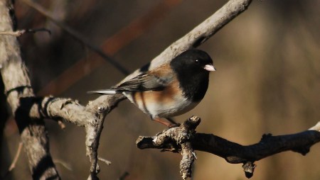 DSC_0018OregonJunco1413_filtered