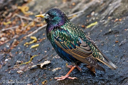 european_starling_MG_0745
