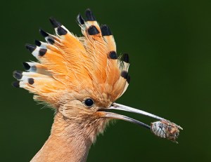090626-09-hoopoe-eating-bug_big