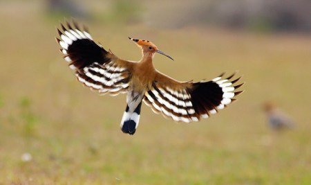 6358743569_d57192dd20_z