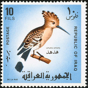 Eurasian-Hoopoe-Upupa-epops
