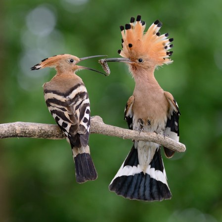 hoopoe (1)