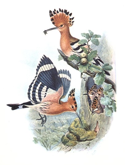 Hoopoe family, John Gould, 1837