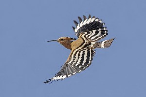 Hoopoe in flight_web filtered_filtered