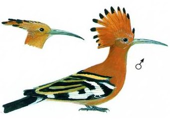 hoopoe