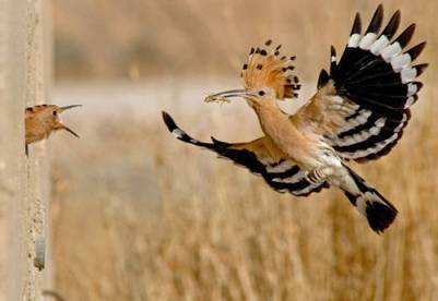 hoopoe_isreal.jpg