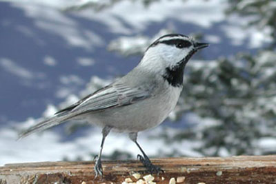 mountain_chickadee