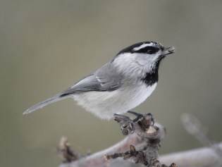 mountain_chickadee_simspecies_mikewisnicki