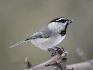 mountain_chickadee_simspecies_mikewisnicki
