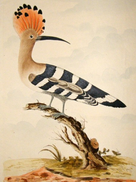 thomas-lord-1791-folio-hand-col-bird-print.-the-hoopoe-[2]-43392-p
