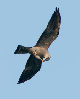 5-20-13-Mississippi-Kite-Bucktoe-Creek-Preserve-96