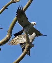 images 2