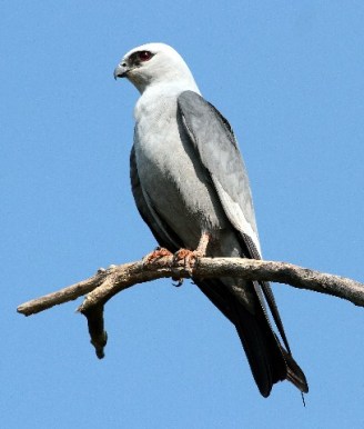 Mississippi_Kite_Closeup