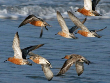 Red-Knot_(Calidris_canutus)_RWD4