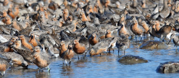 Red-Knots-and-crabs_-Gregory-Breese.USFWS