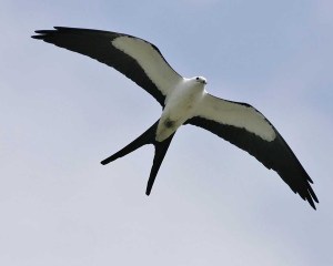 Swallow-tailed_Kite_s52-12-235_l