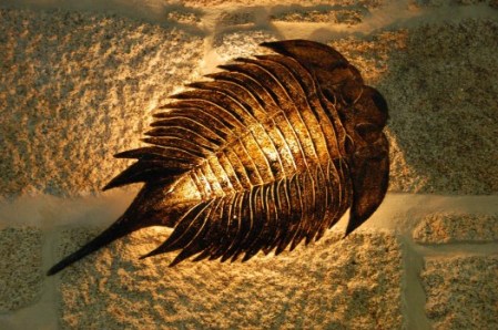 trilobite1-e1321379526846