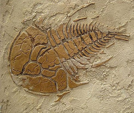 TrilobiteLargePhotoCE