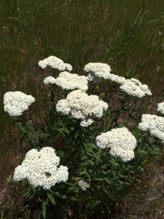 yarrow