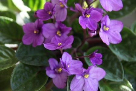 African-violets-003