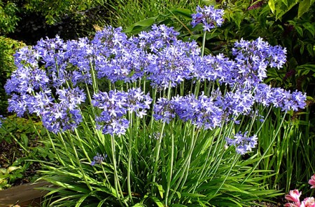 agapanthus_star_quality