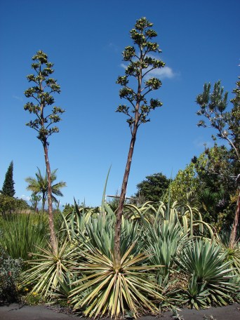Agave_vivipara