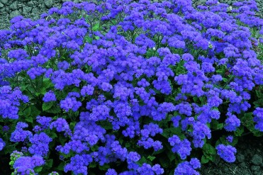 ageratum__leilani_blue_