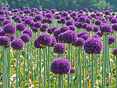 Allium-flower