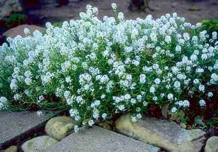 alyssum