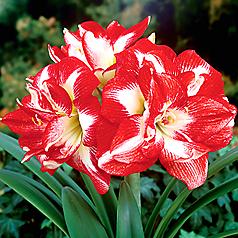 amaryllis-stars-and-stripes