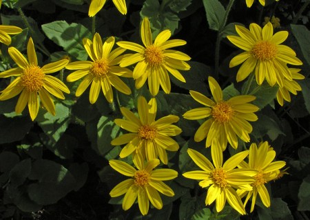 arnica